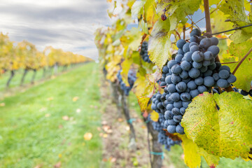 Blue grapes Cabernet Moravia in autumn vineyard, Southern Moravia, Czech Republic