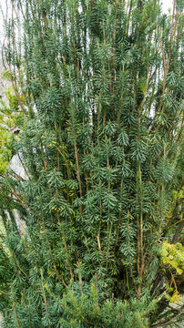 Cephalotaxus Harringtonii Drupacea fastigiata depressa, known as Japanese plum-yew, Harrington's cephalotaxus, or cowtail pine growing in Arboretum Park Southern Cultures in Sirius (Adler) Sochi.