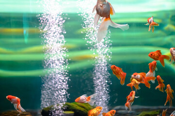 Goldfish in an aquarium with bubbles in the water.