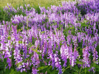  Lilac and rose lupine flower in the meadow
