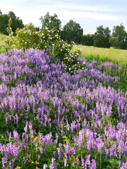 Fototapeta na wymiar Lilac and rose lupine flower in the meadow