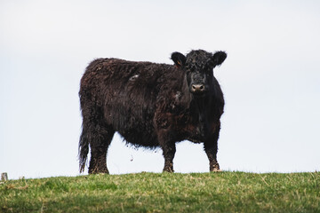 Small bull in the field