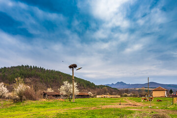 Stork flying out its nest in a rural farm, Balkan Mountains, Bulgaria
