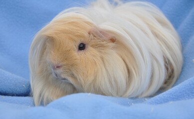 Meerschweinchen
