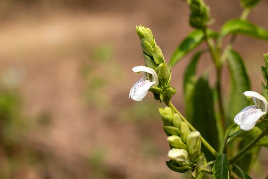 Adhatoda or Vasaka Flower with Selective Focus and Copy Space, Also Known as Malabar Nut, Justicia Adhatoda, It Is Ayurvedic Medicinal Plant
