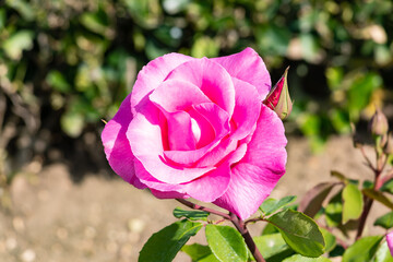 Pink rose. The Rosa genus is made up of a well-known group of generally thorny and flowery shrubs, the main representatives of the Rosaceae family.The flower and the plant is called rose.