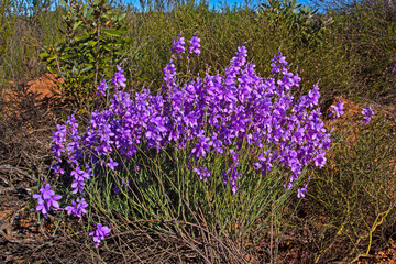 Delicate purple flowers on bush, Gifberg mountain