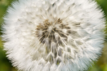 Close up view of a dandelion