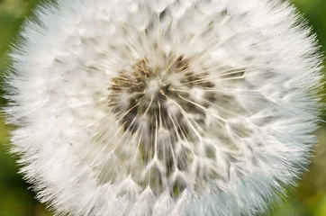 Rolgordijnen Close up view of a dandelion © matteofabbri