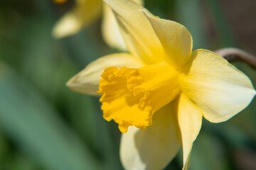 Fototapeta na wymiar yellow spring flowers in the garden
