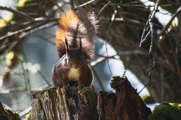 squirrel on a tree looking at me