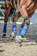 Nogi konia w owijkach niebieskich