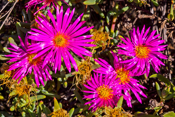 Cluster of pink and yellow vygie wildflowers