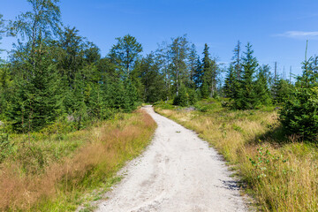 Fototapeta na wymiar Hiking trail in Beskid Mountains in Poland near Krynica Zdroj, summer landscape with forest and path on sunny day