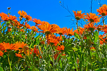 Orange gousblom daisy flowers silhouetted