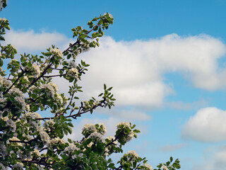 Spring flowers on a brach and cute clouds