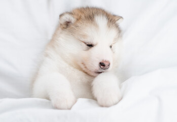 Cute Alaskan malamute puppy lying on his back under white blanket at home. Top down view