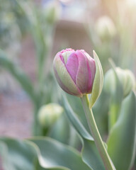 tulip flower in sunlight. close-up.