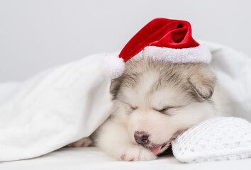 Funny Alaskan malamute puppy wearing red santa's hat sleeps under warm blanket on a bed at home