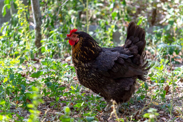 Black hen on a lawn grass background is blurry. View from the side on a sunny summer day.