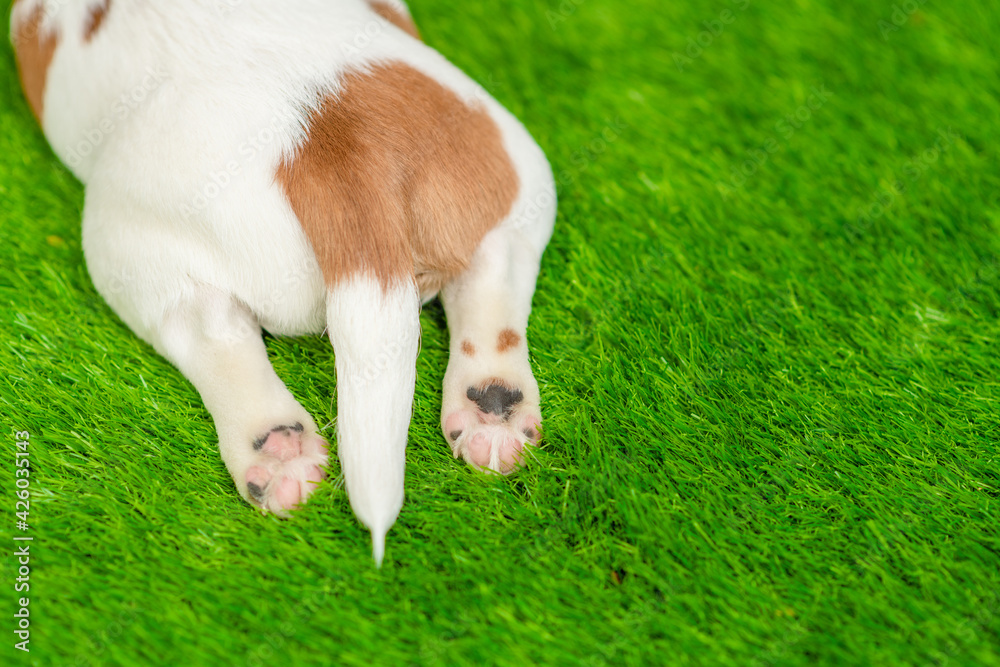 Poster ass of a jack russell terrier puppy lying on summer green grass. top down view. empty space for text