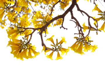 Handroanthus chrysanthus flowers blooming on the tree in the garden