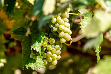 Bunch of white grapes. Close up. A horizontal shot on autumn sunny day.