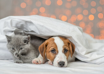 Unhappy Jack russell terrier puppy and cute kitten lie together under warm blanket on a bed with festive background