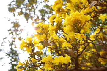Handroanthus chrysanthus flowers blooming on the tree in the garden