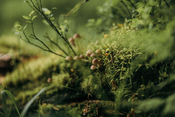 A close up of a tree