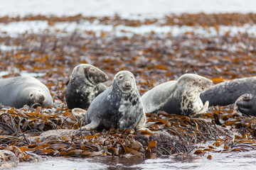 grey seal on the beach