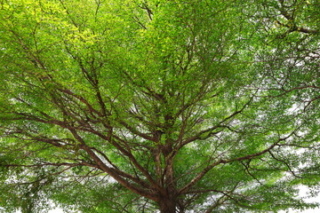 Terminalia ivorensis tree that spreads its branches and leaves beautifully