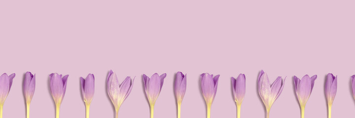Row of colchicum flowers on a purple background. Springtime banner with copyspace.