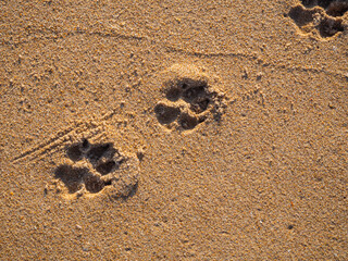 Huellas de perro y humanos en la arena de la playa