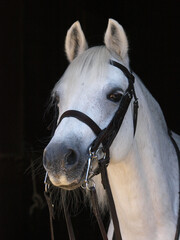 Pony in Double Bridle