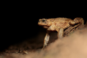 Erdkröte (Bufo bufo) während der Krötenwanderung