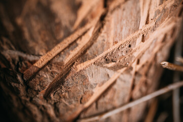 Fototapeta na wymiar wooden stump, saw marks and axes