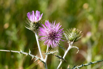The purple milk thistle, Galactites elegans or Galactites tomentosa, Also known as Cardota, is a plant of the Asteraceae family of Mediterranean origin and distribution.