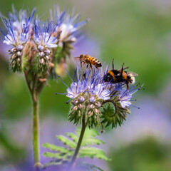 Blooming poppies in the fields of lilac flowers. Bumblebees, sun, spring, nature.