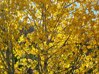 Fall Trees with Leaf changes