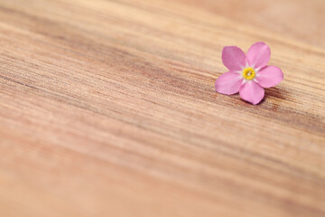 Fototapeta na wymiar Beautiful pink Forget-me-not flower on wooden table. Space for text