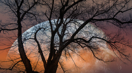 Silhouette of barren lone tree with Blue full moon "Elements of this image furnished by NASA"
