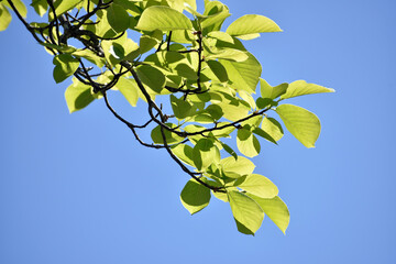 Obraz premium 若葉 新緑