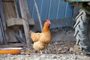 portrait of brown hen standing near a bowl of birdseed