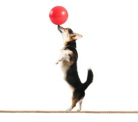 Circus dog with ball walking on a wire against white background