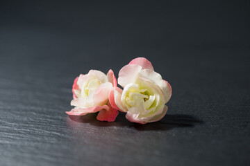 満開のボケの花