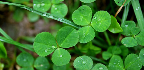 Closeup of Three-leaf Clovers with Water Droplet on Shamrock Field after the Rain