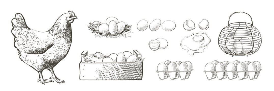 chicken, hen bird. Poultry, broiler, farm animal feeding. Vintage Easter card. Egg packaging design. Realistic sketch, line, silhouette, engraving illustration.