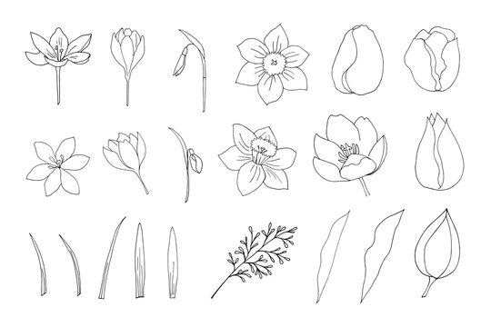 Set of spring flowers drawn on a black outline on a white background. Vector illustration template for different design.