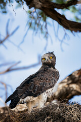 Martial eagle at its nest in a camelthorn tree feeding a chick and looking back straight into the camera. Kgalagadi. Polemaetus bellicosus - 426040319